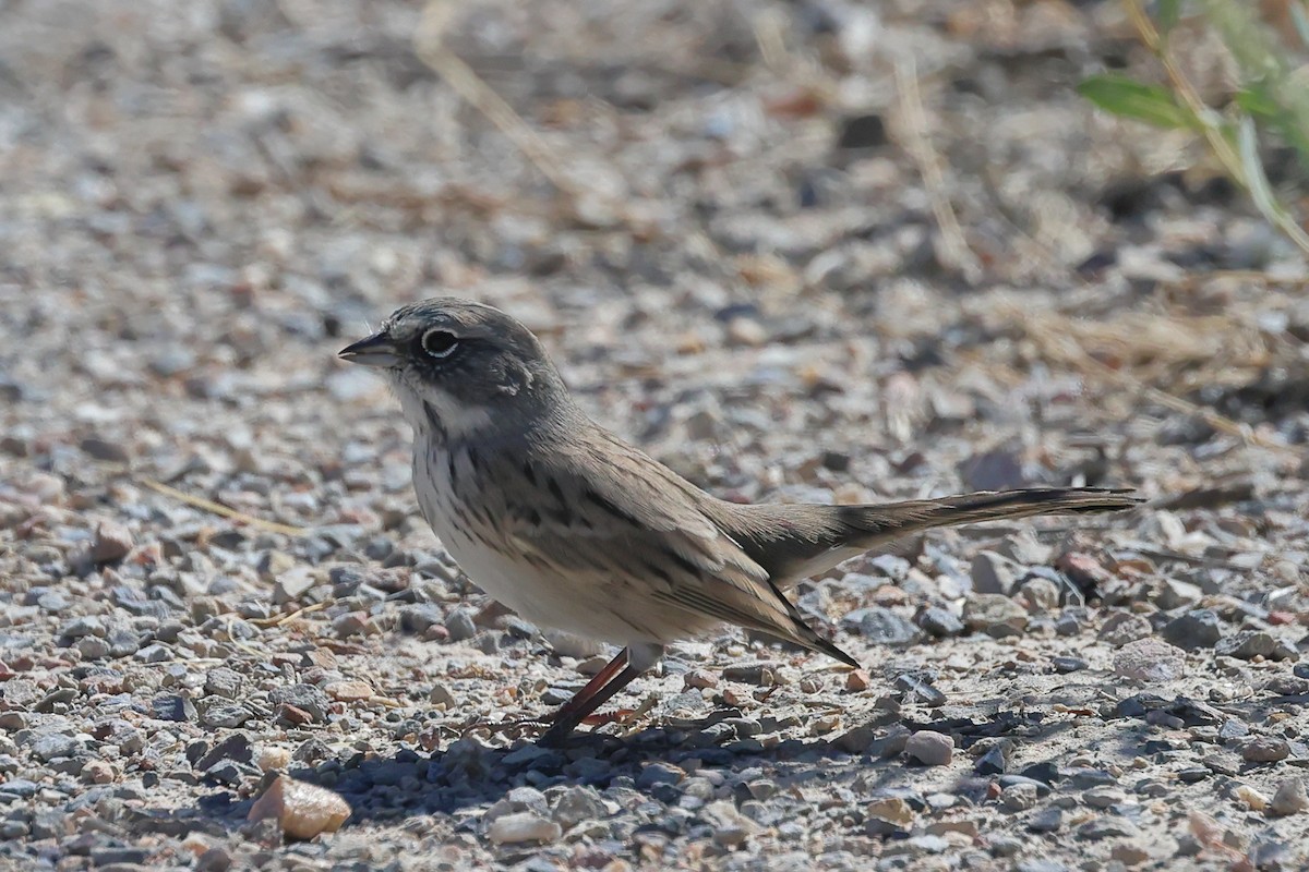 Sagebrush Sparrow - ML624144275