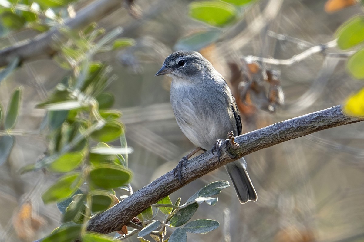 Ash-breasted Sierra Finch - ML624144276