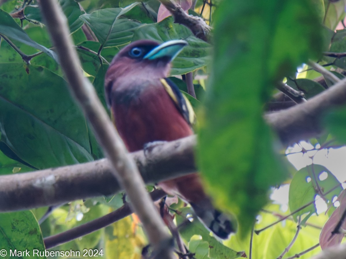 Banded Broadbill - ML624144277