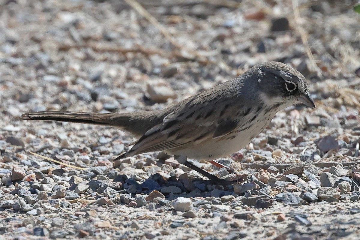 Sagebrush Sparrow - ML624144278