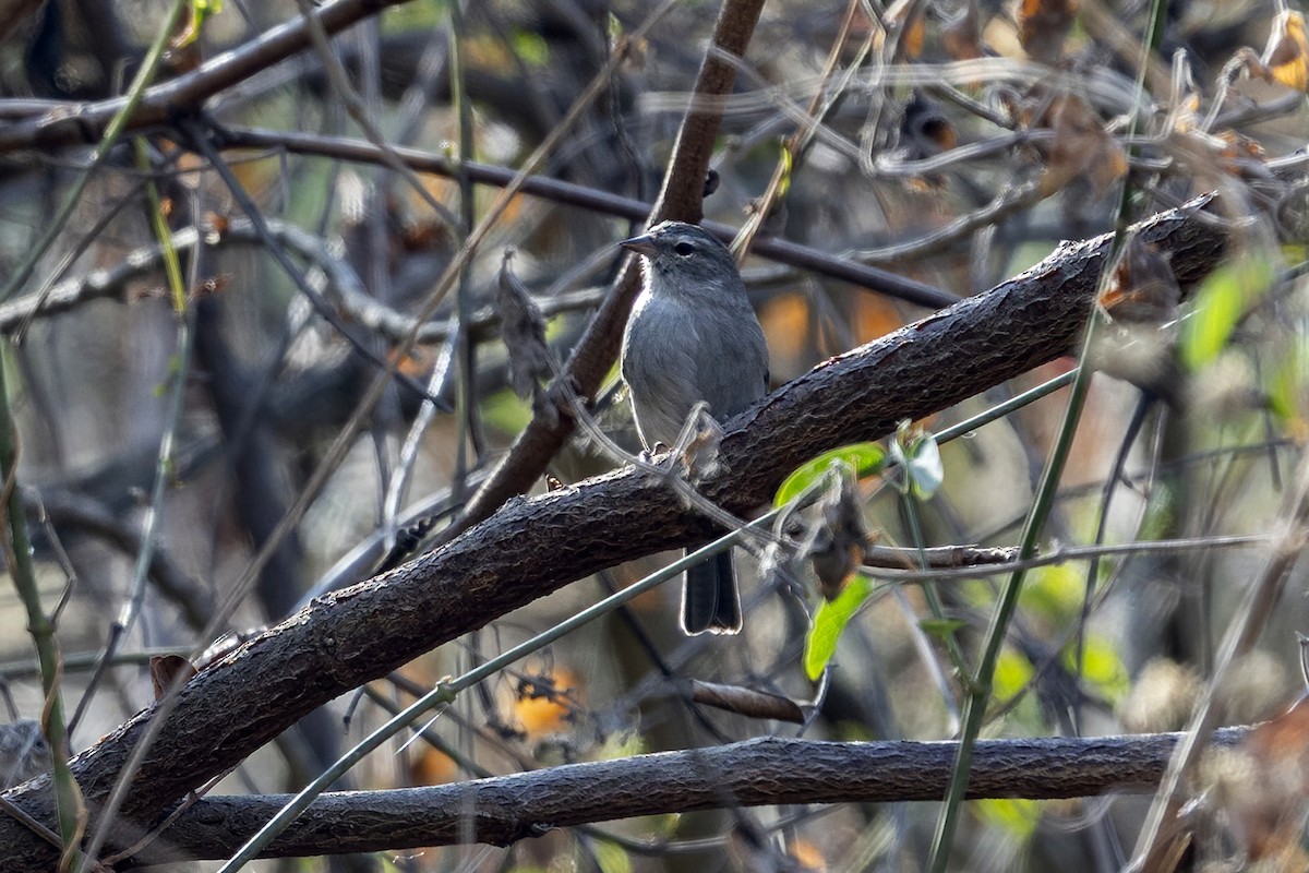 Ash-breasted Sierra Finch - ML624144279