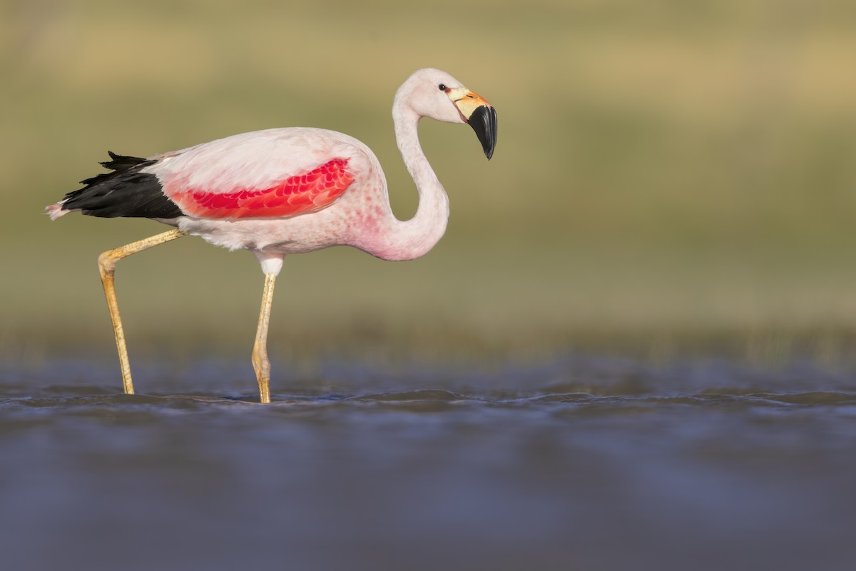 Andean Flamingo - ML624144280