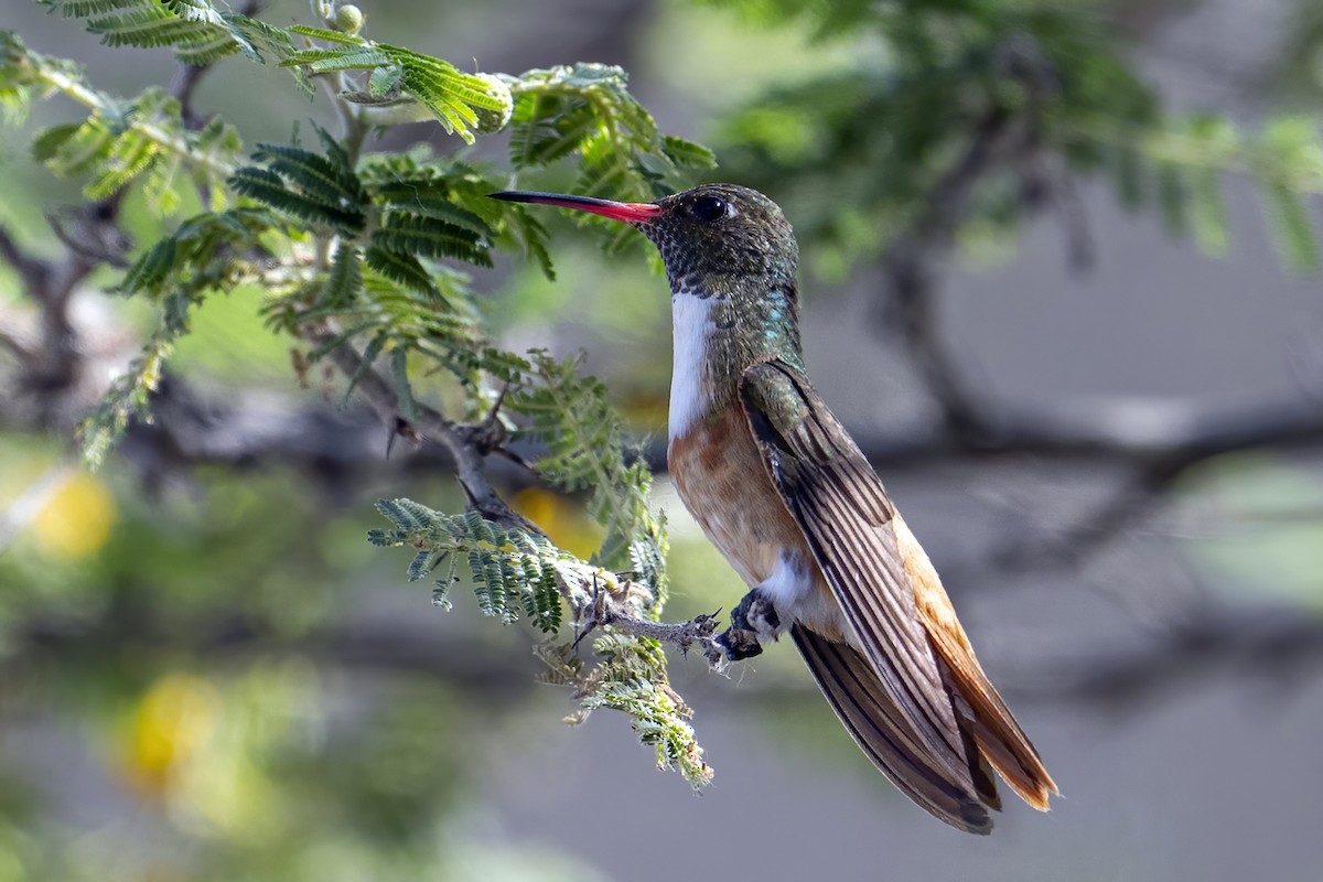 Amazilia Hummingbird - ML624144281