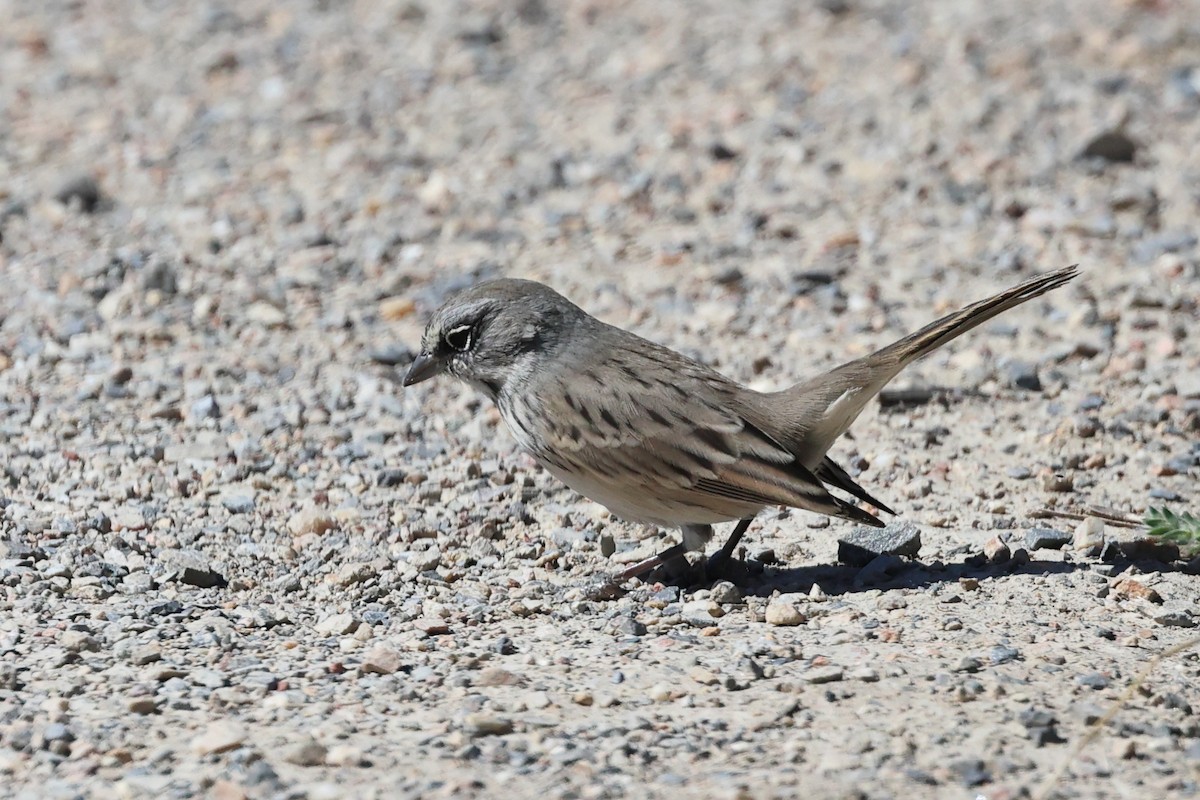 Sagebrush Sparrow - ML624144282