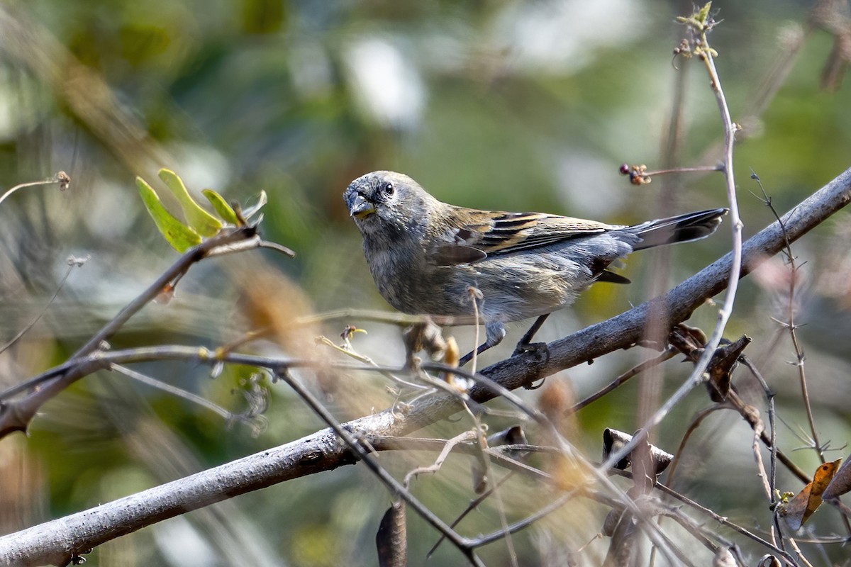 Band-tailed Seedeater - ML624144283