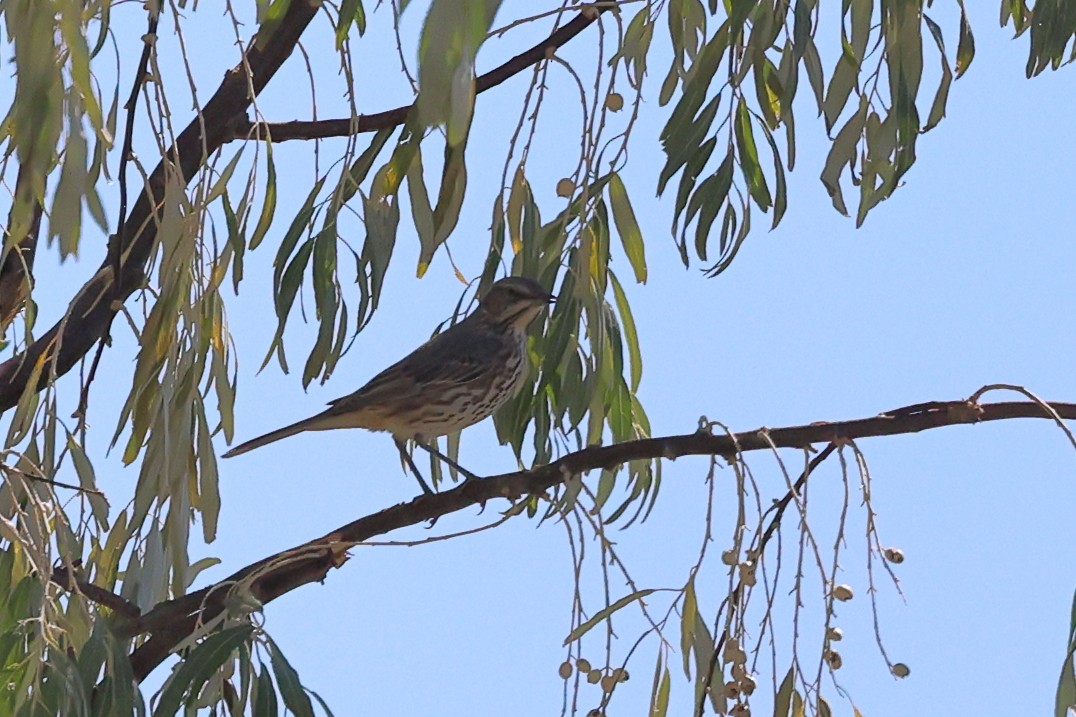 Sage Thrasher - ML624144284