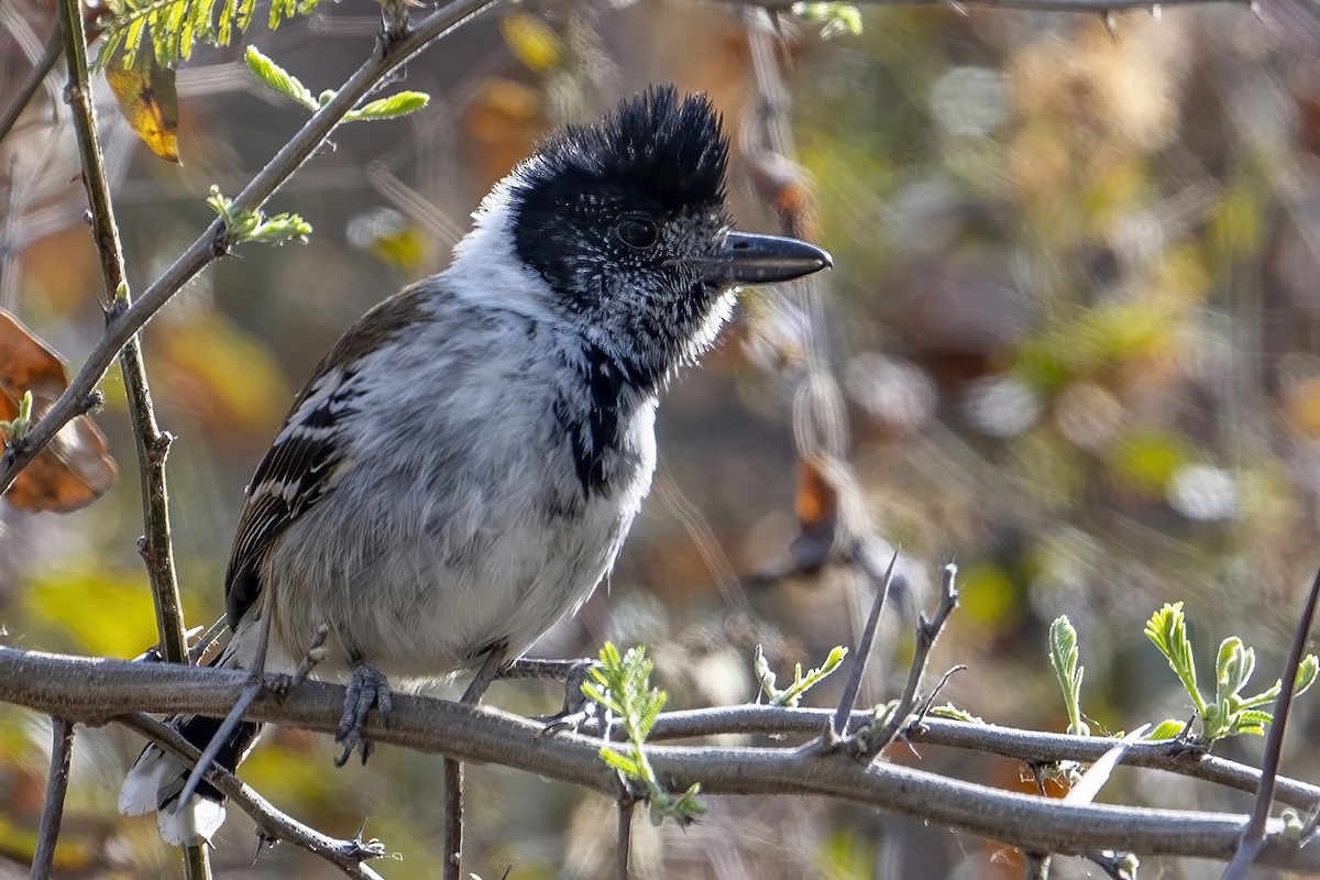 Collared Antshrike (Collared) - ML624144285