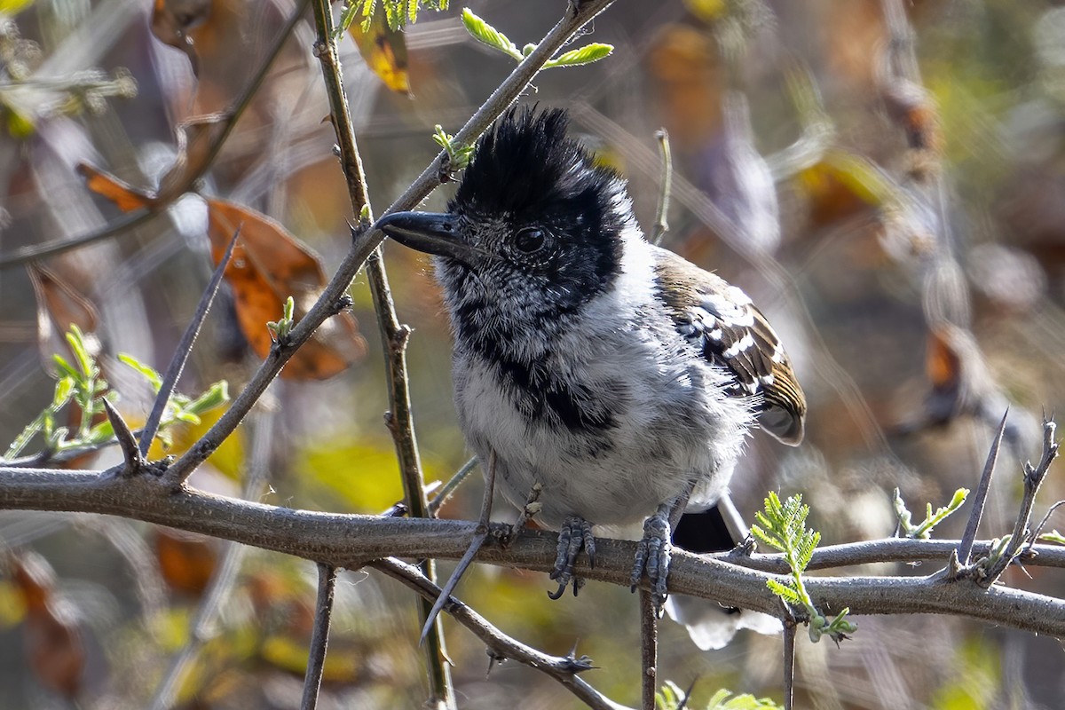 Collared Antshrike (Collared) - ML624144286