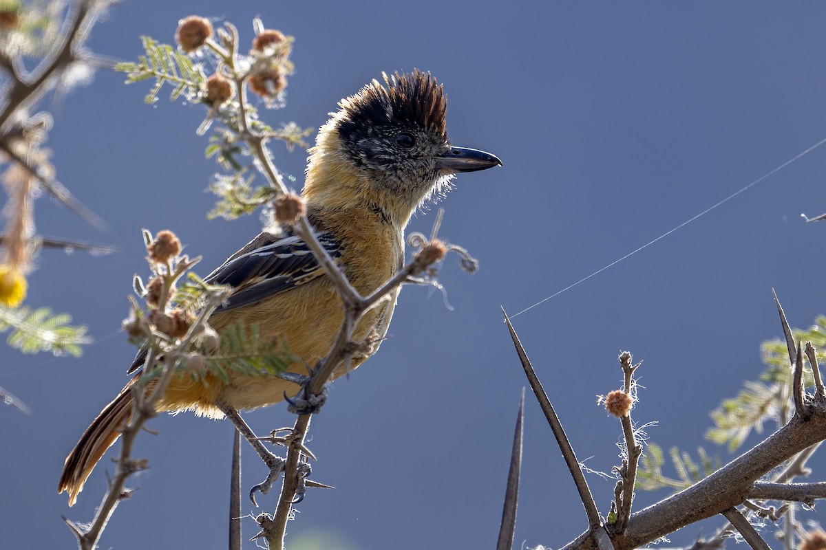 Collared Antshrike (Collared) - ML624144287