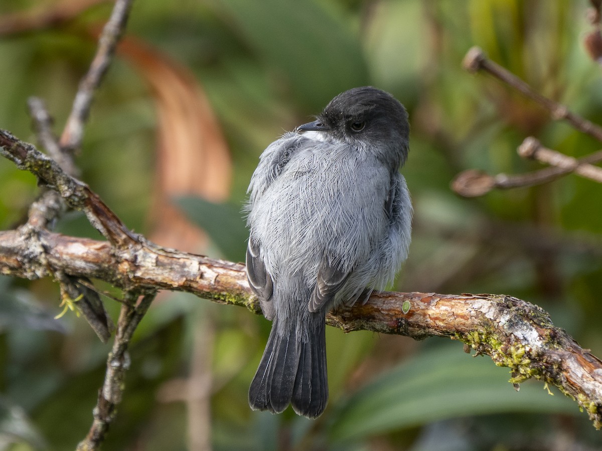 Torrent Tyrannulet - ML624144288