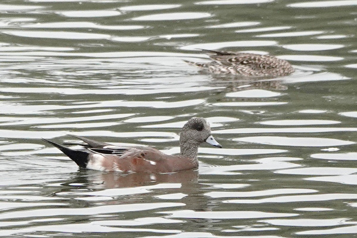 American Wigeon - ML624144291