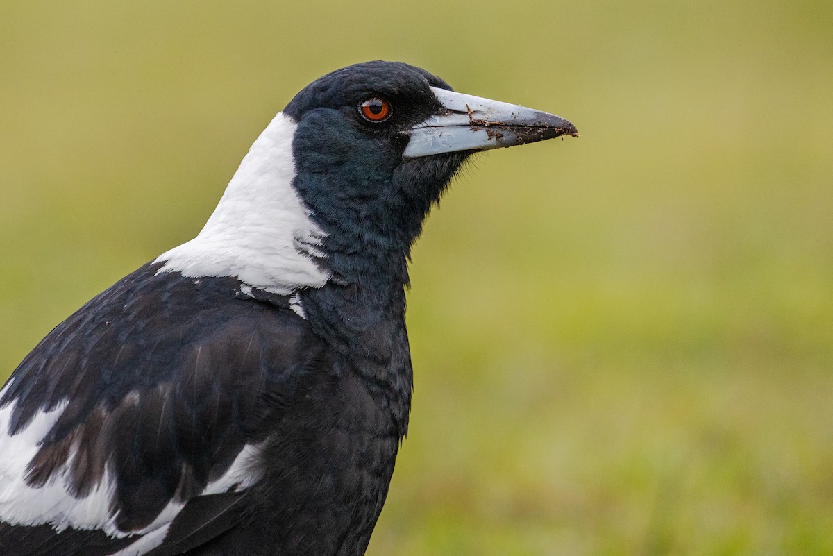 Australian Magpie (Black-backed) - ML624144296