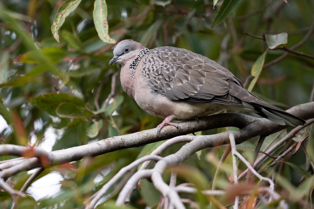 Spotted Dove (Eastern) - ML624144300