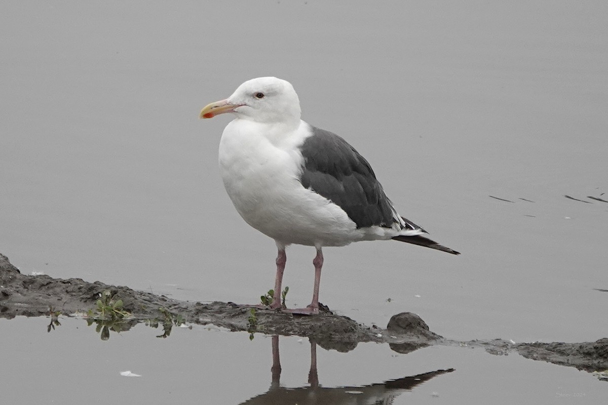 Western Gull - ML624144303