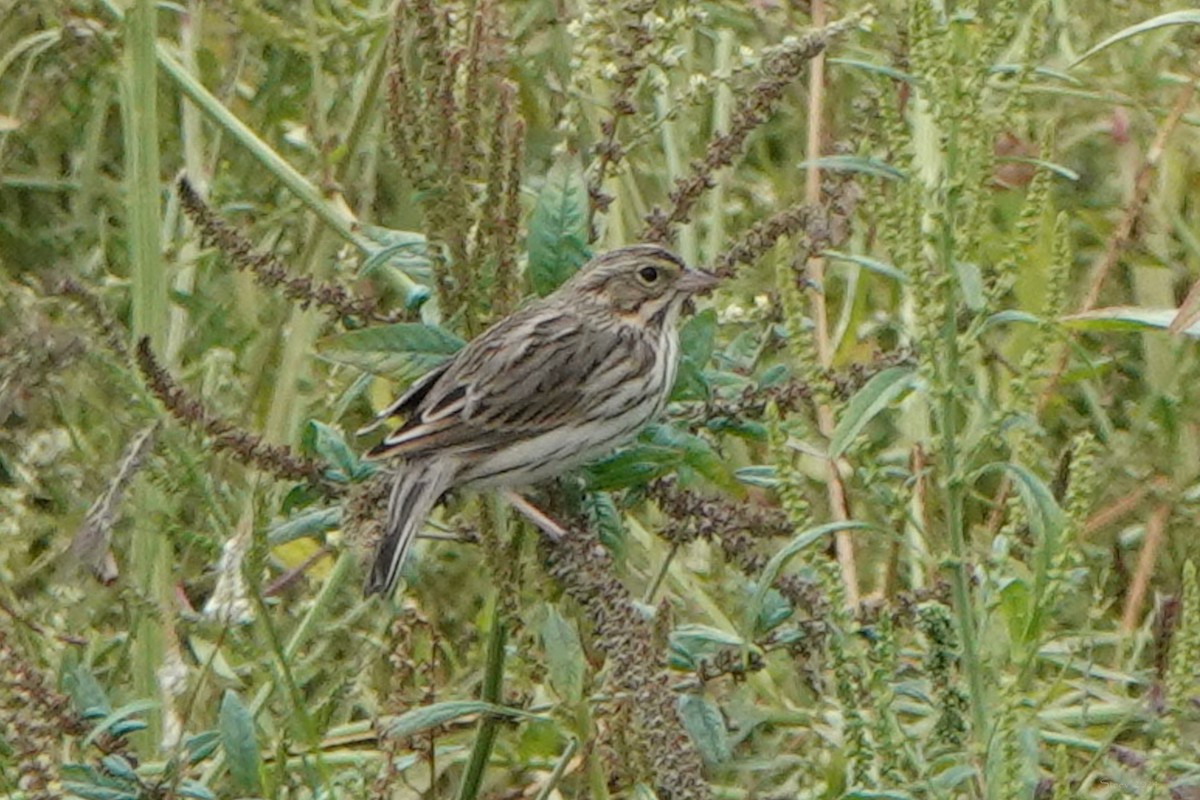 Savannah Sparrow - ML624144314