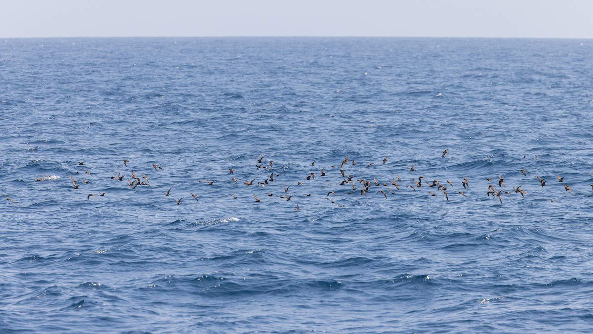 Black Storm-Petrel - Mike Andersen