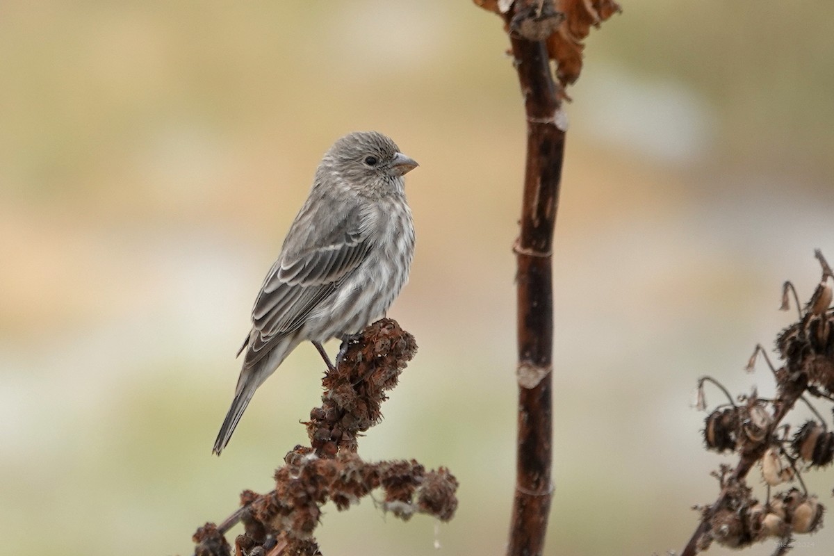 House Finch - ML624144335