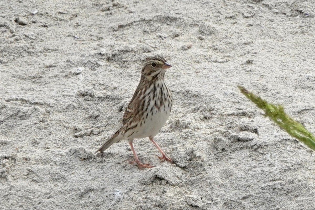 Savannah Sparrow - ML624144348