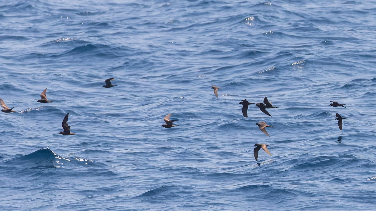 Least Storm-Petrel - ML624144353