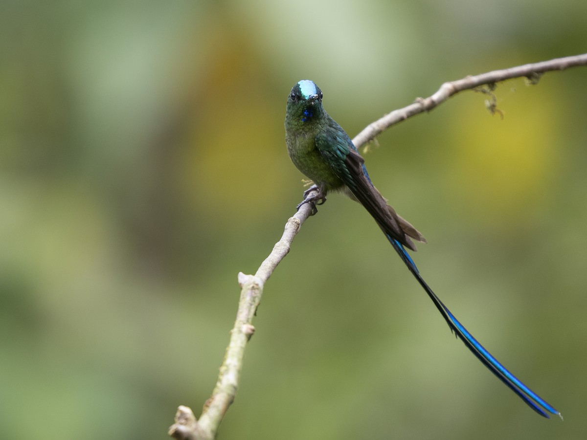 Long-tailed Sylph - Steven Hunter