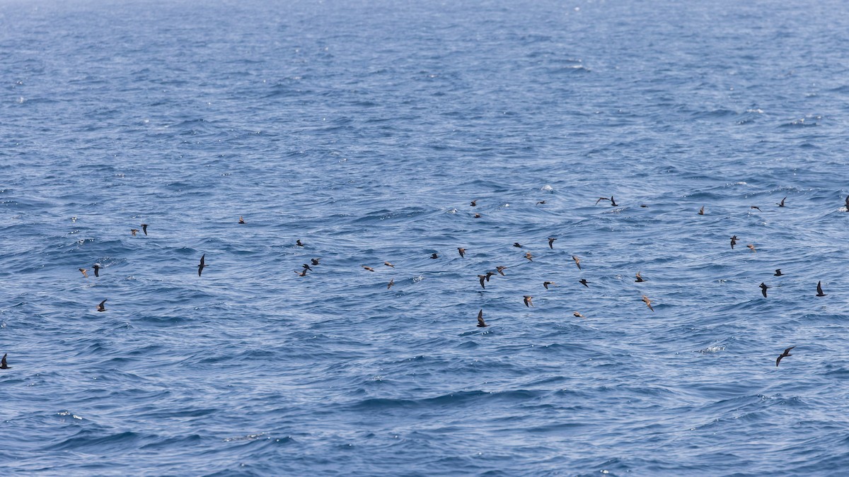 Black Storm-Petrel - Mike Andersen