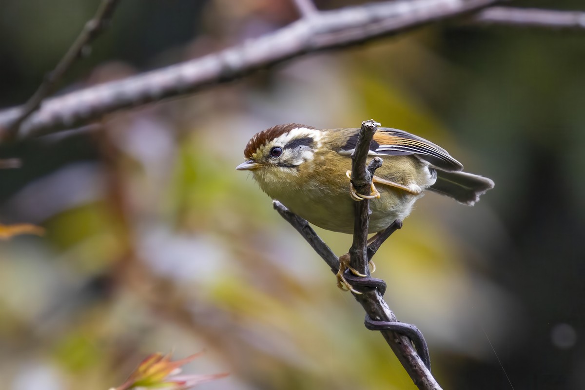 Rufous-winged Fulvetta - ML624144377