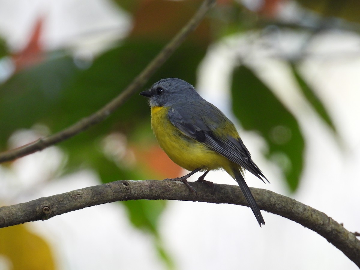 Eastern Yellow Robin - Kerry Vickers