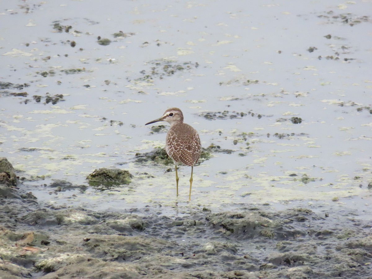 Wood Sandpiper - ML624144381