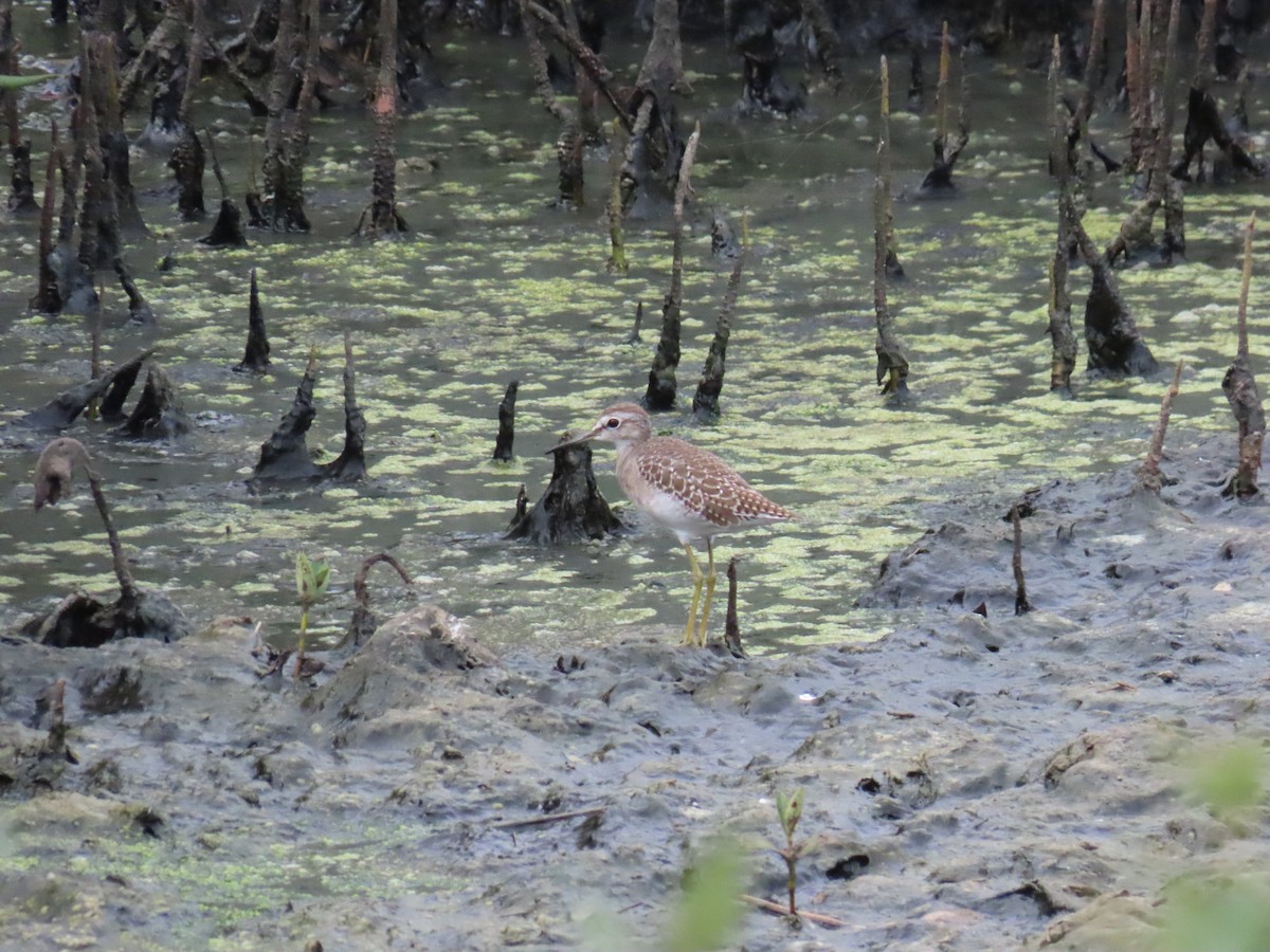 Wood Sandpiper - ML624144387