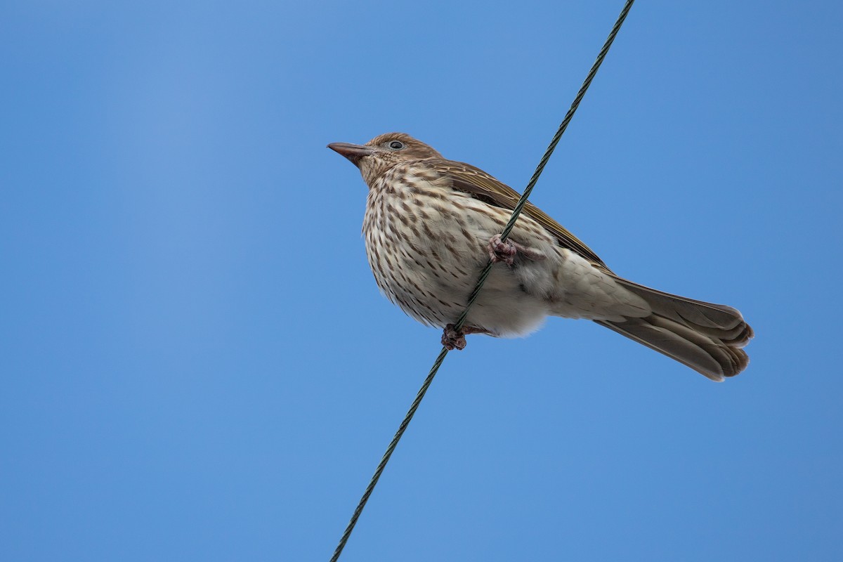 Australasian Figbird - ML624144388