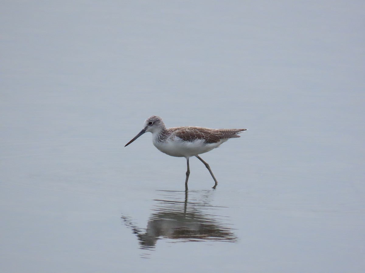 Common Greenshank - ML624144397