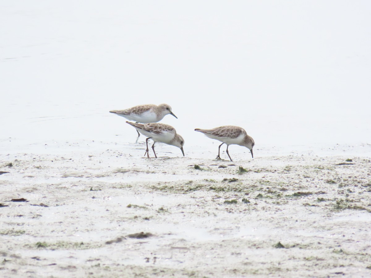 Little Stint - ML624144406