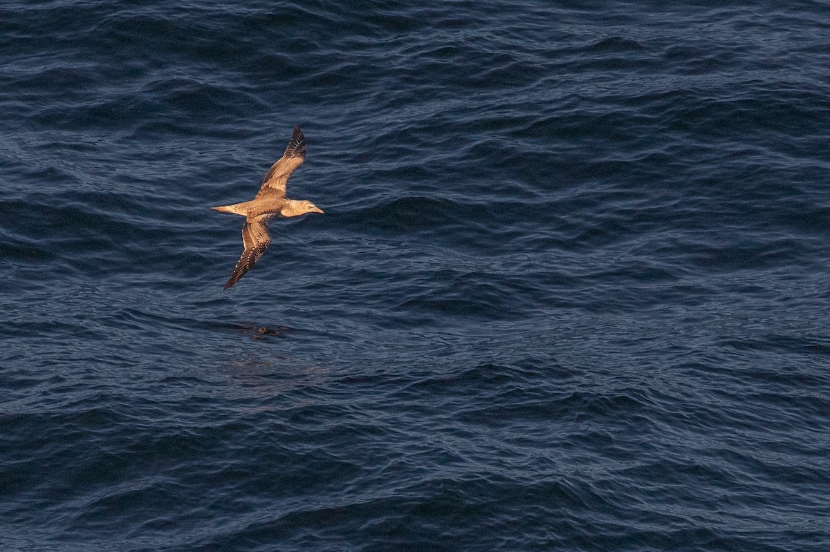 Australasian Gannet - ML624144407