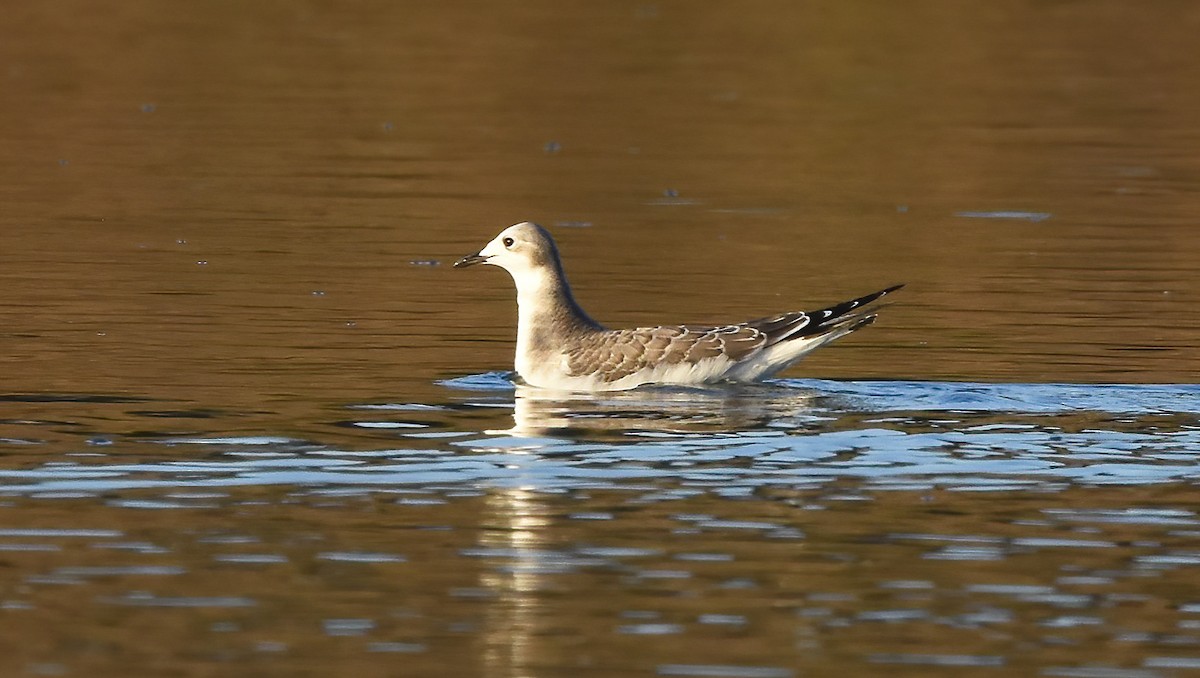 Sabine's Gull - ML624144414