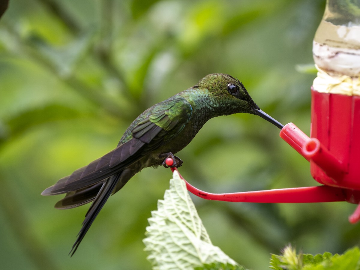 Violet-fronted Brilliant - ML624144416