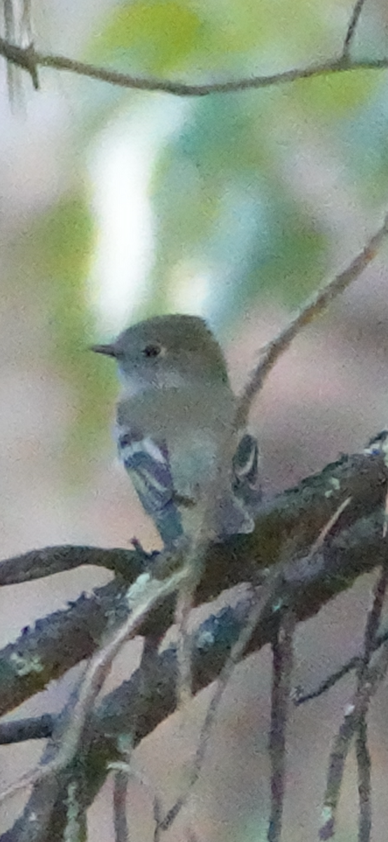 Hammond's Flycatcher - ML624144428