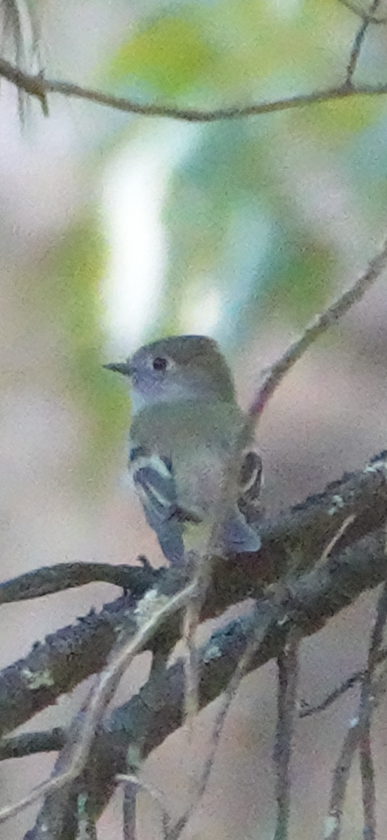 Hammond's Flycatcher - ML624144429