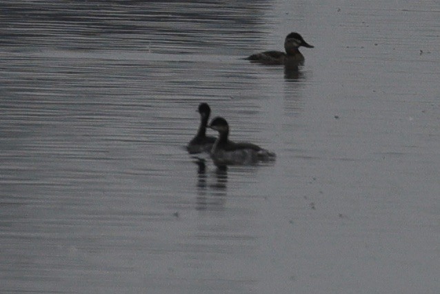 Eared Grebe - Sam Hogenson