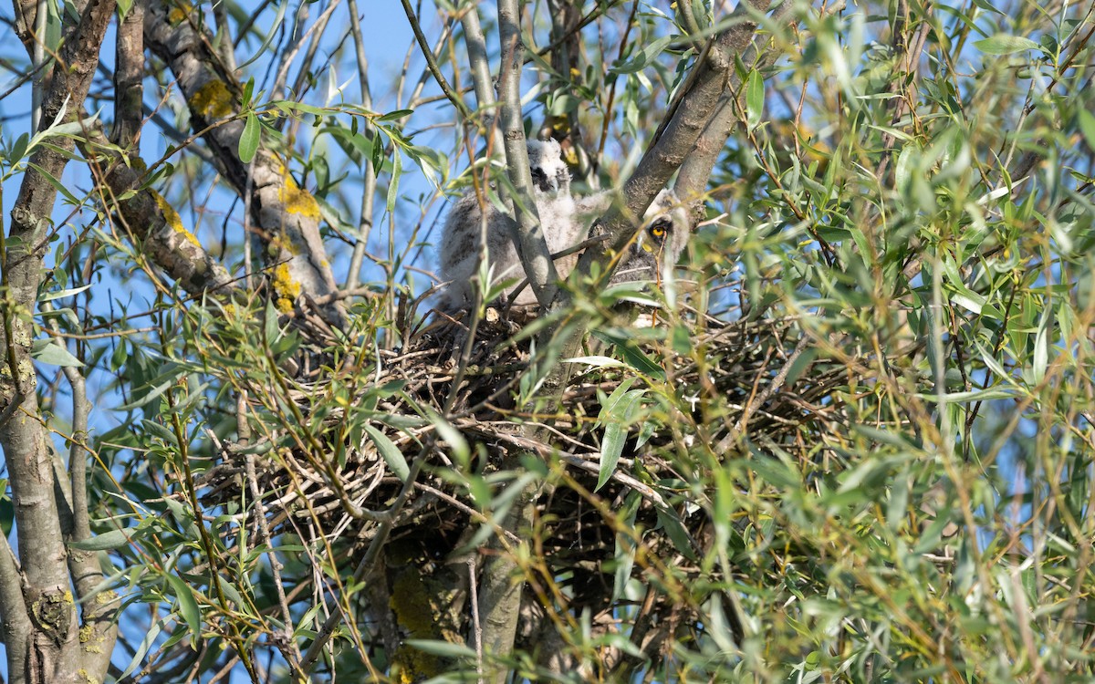 Long-eared Owl - Serge Horellou