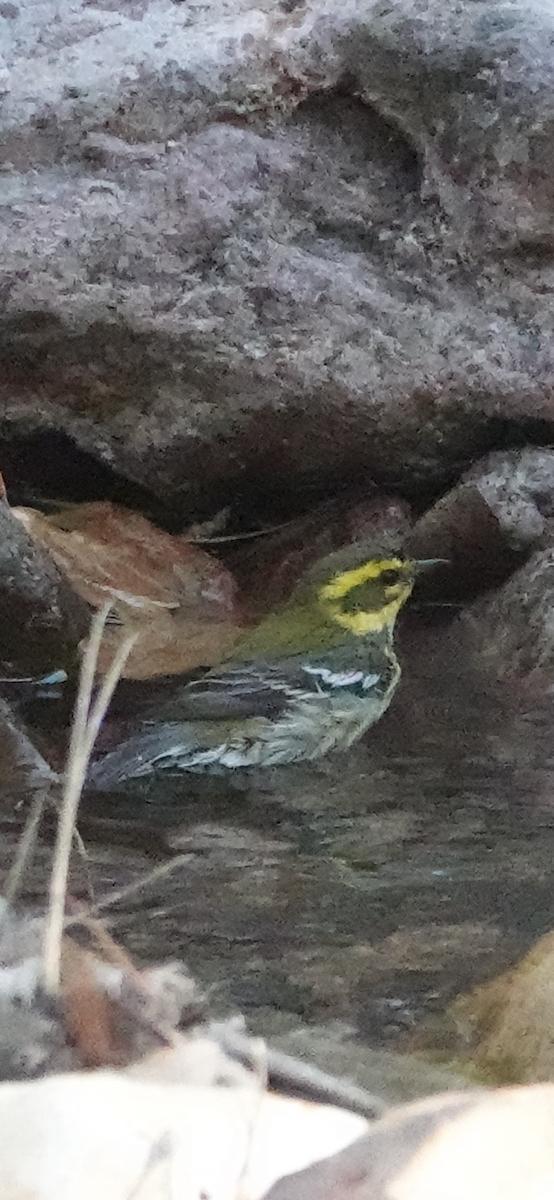 Townsend's Warbler - ML624144459