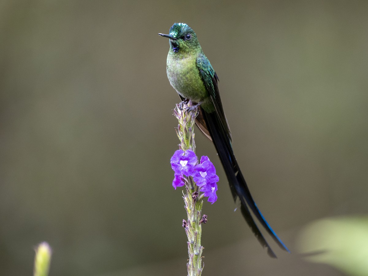 Long-tailed Sylph - ML624144464