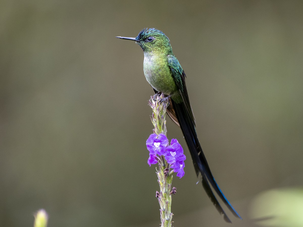 Long-tailed Sylph - ML624144465