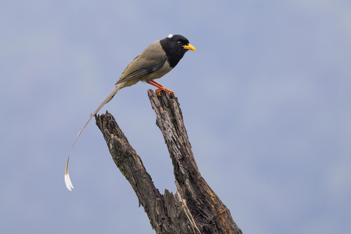 Yellow-billed Blue-Magpie - ML624144470