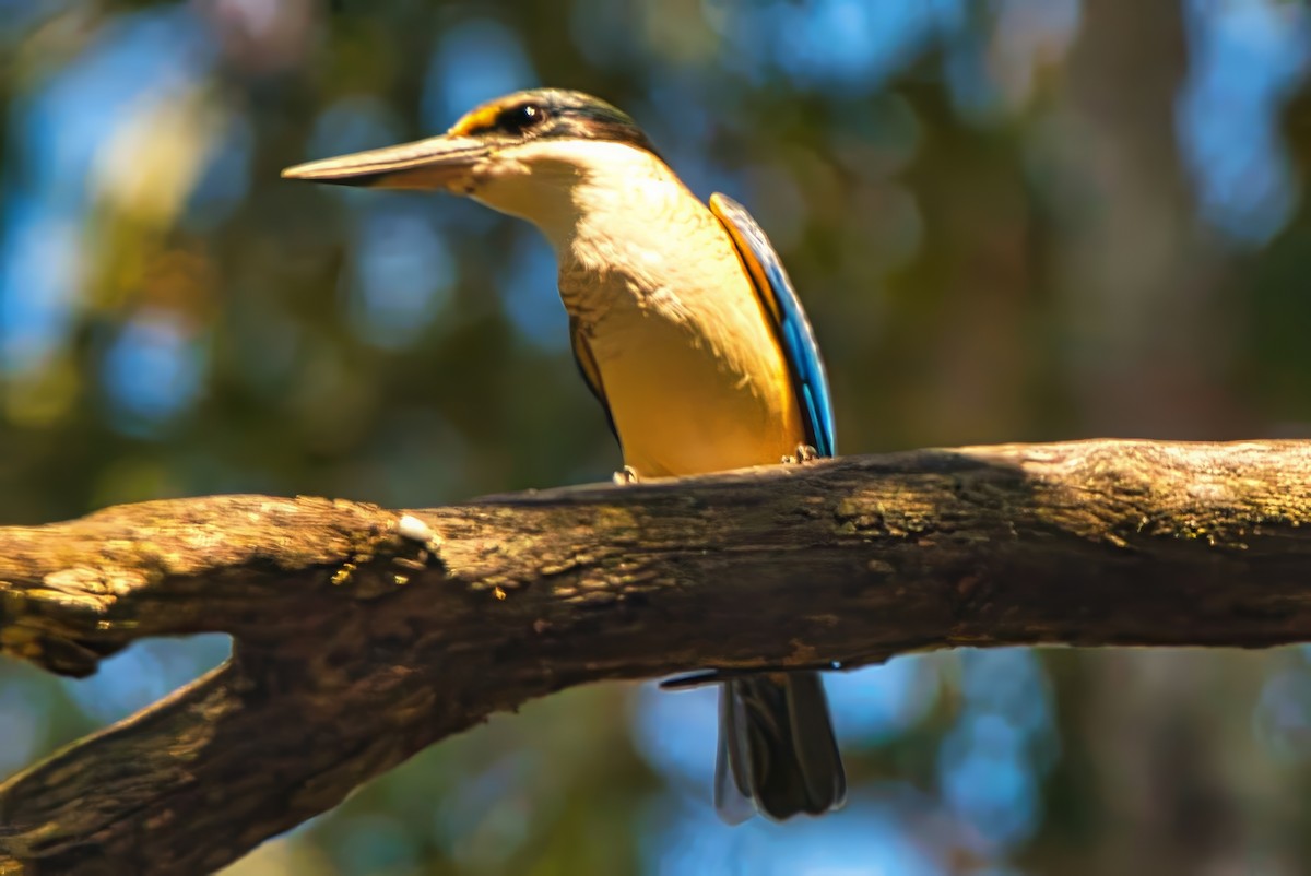 Sacred Kingfisher (Australasian) - Alfons  Lawen