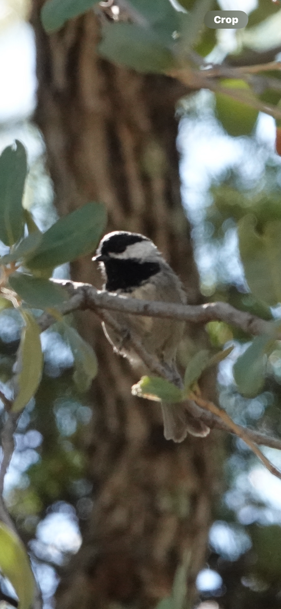 Mexican Chickadee - ML624144498