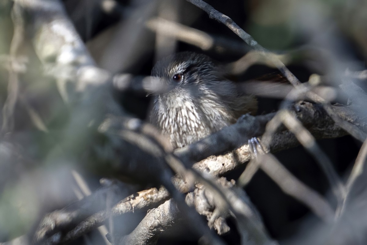 Necklaced Spinetail - ML624144504