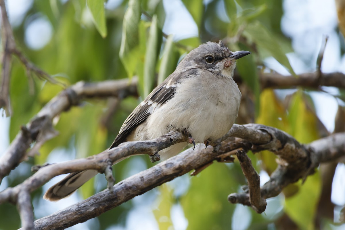 Northern Mockingbird - ML624144505