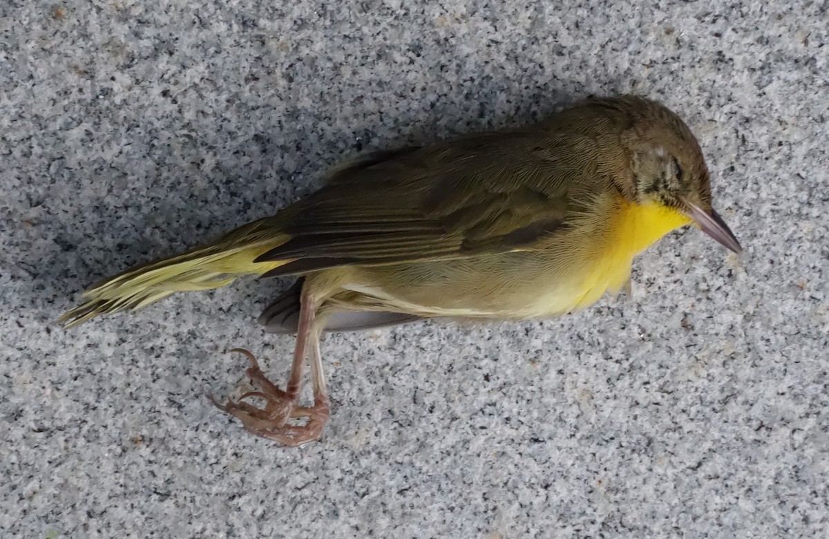 Common Yellowthroat - ML624144524