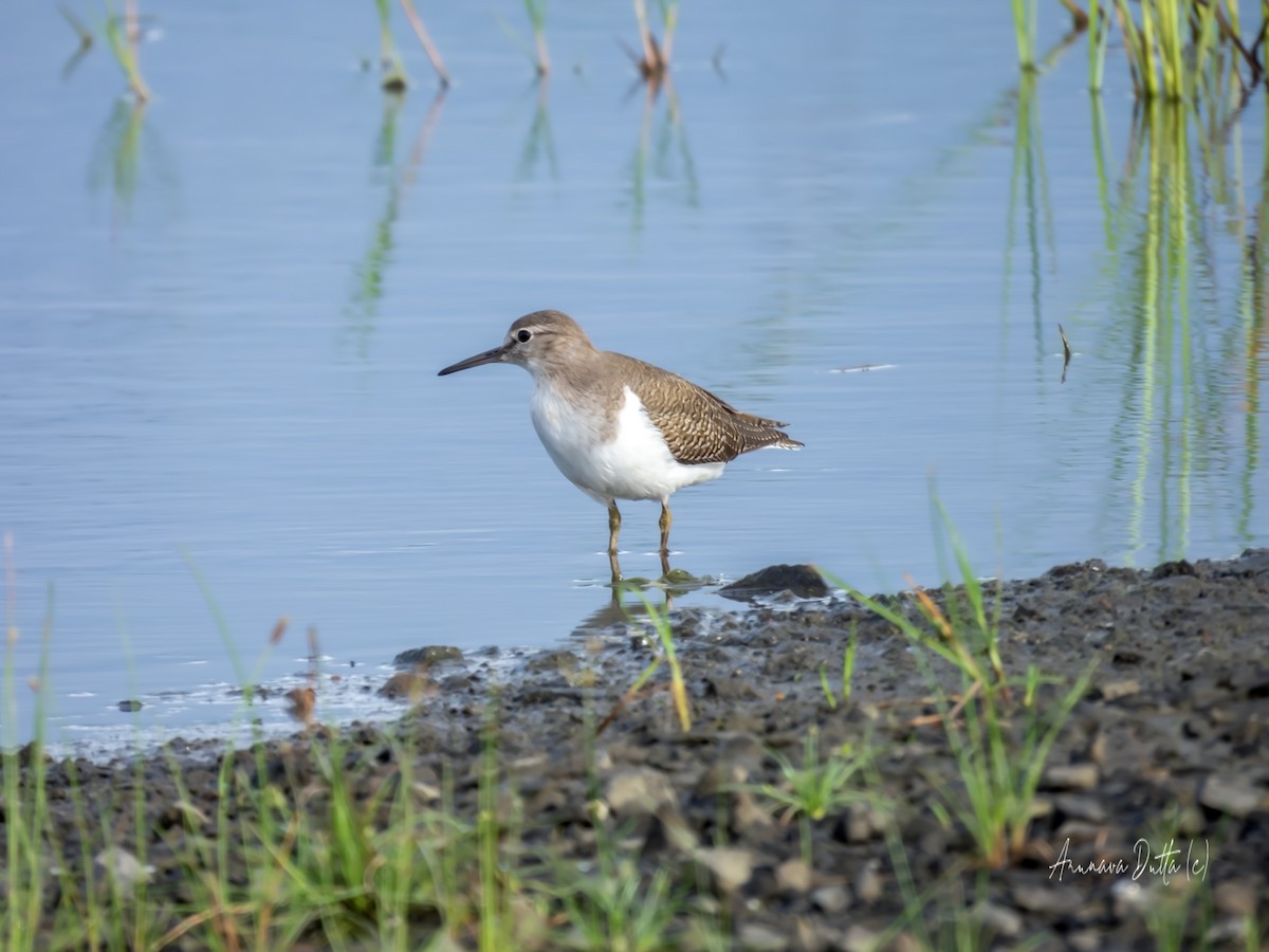 Common Sandpiper - Arunava Dutta