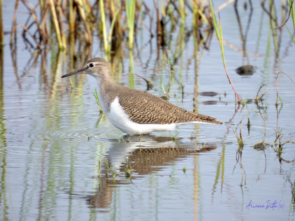 Common Sandpiper - ML624144540